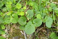 Viola langsdorffii