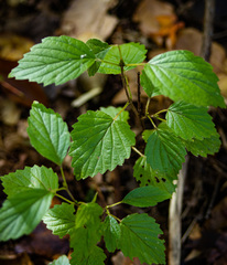 Viburnum deamii