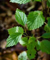 Viburnum deamii