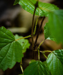Viburnum deamii