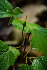 Viburnum deamii