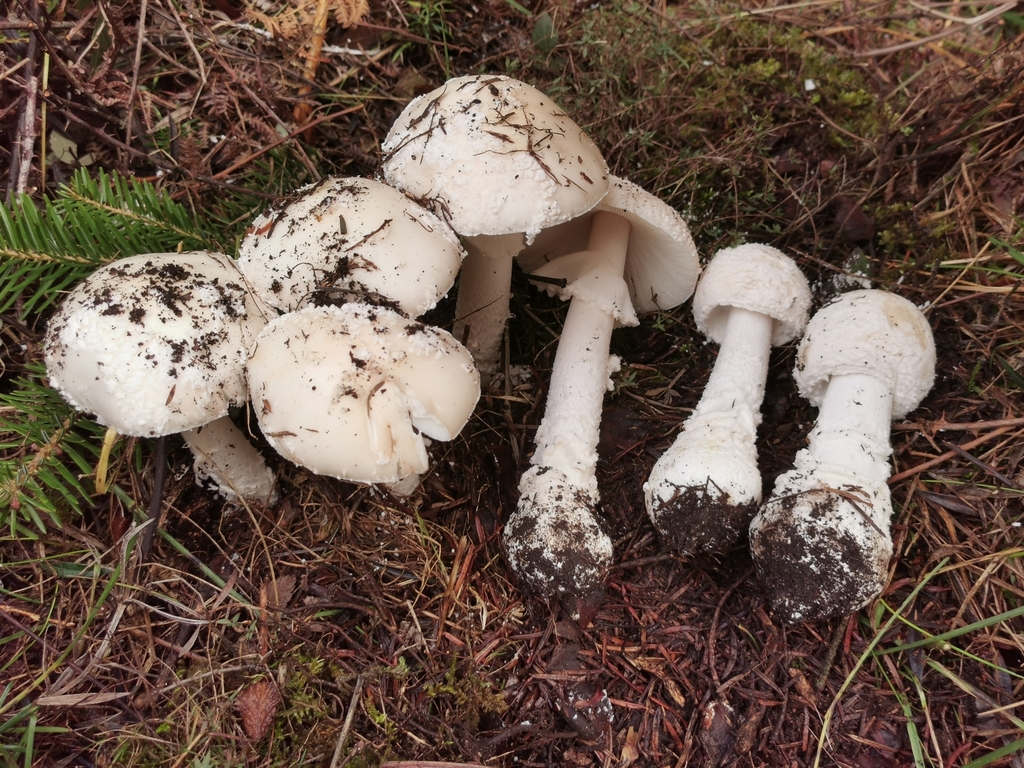 Amanita pseudoregalis