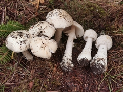 Amanita pseudoregalis