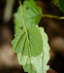Viburnum deamii