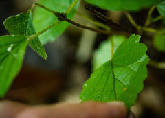 Viburnum deamii