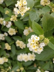 Lantana camara
