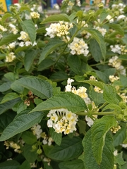 Lantana camara