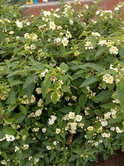 Lantana camara