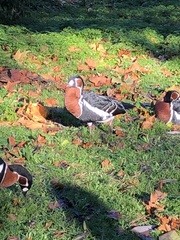 Branta ruficollis