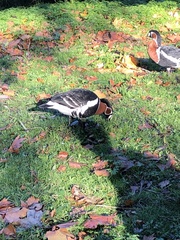 Branta ruficollis