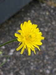 Crepis tectorum