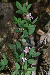 Indigofera polygaloides