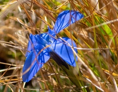Gentiana brachyphylla brachyphylla
