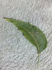 Azadirachta indica