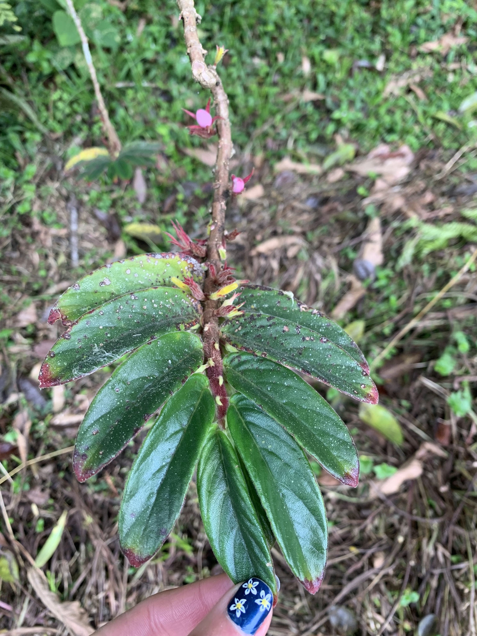 Columnea orientandina
