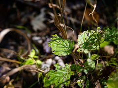 Viburnum deamii
