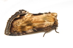Hupodonta corticalis