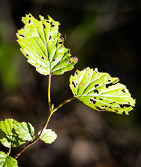 Viburnum deamii