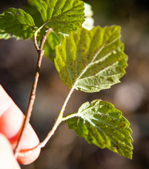 Viburnum deamii