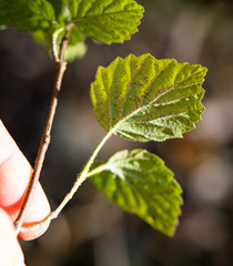 Viburnum deamii