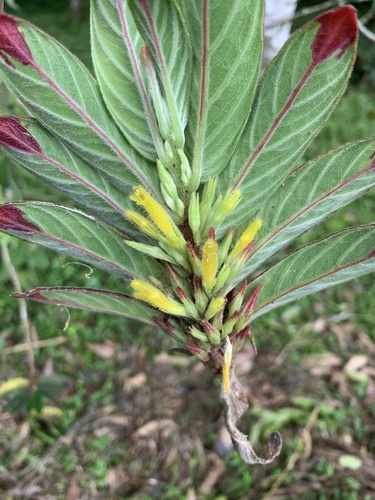 Columnea orientandina, photograph 1