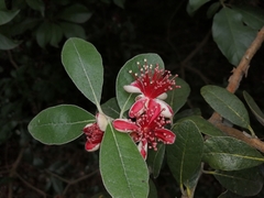 Feijoa sellowiana