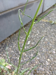 Crepis tectorum