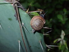Gastropoda
