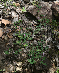 Indigofera polygaloides