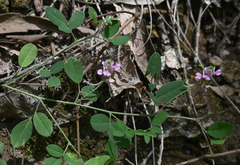 Indigofera polygaloides