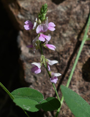 Indigofera polygaloides