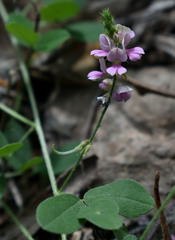 Indigofera polygaloides