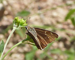 Cogia caicus