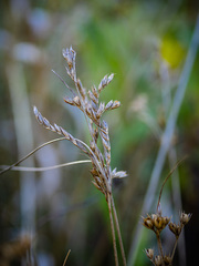 Juncus secundus