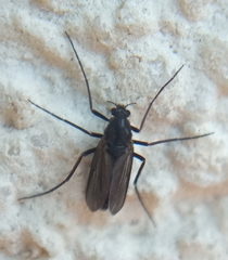 Nematocera
