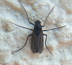 Nematocera