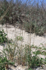 Thinopyrum bessarabicum