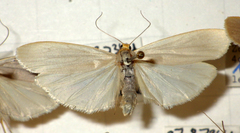 Eilema caniola
