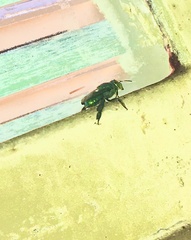 Euglossa
