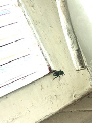 Euglossa
