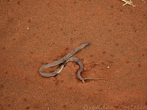 Ringed Brown Snake, Pseudonaja modesta