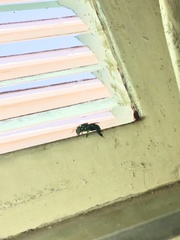 Euglossa