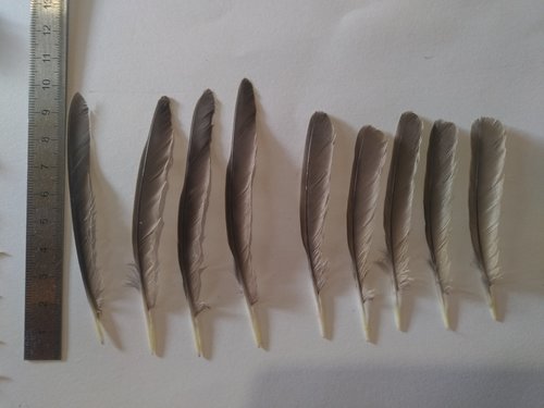Plume de Grive mauvis