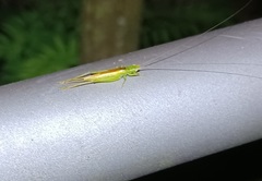 Conocephalus japonicus