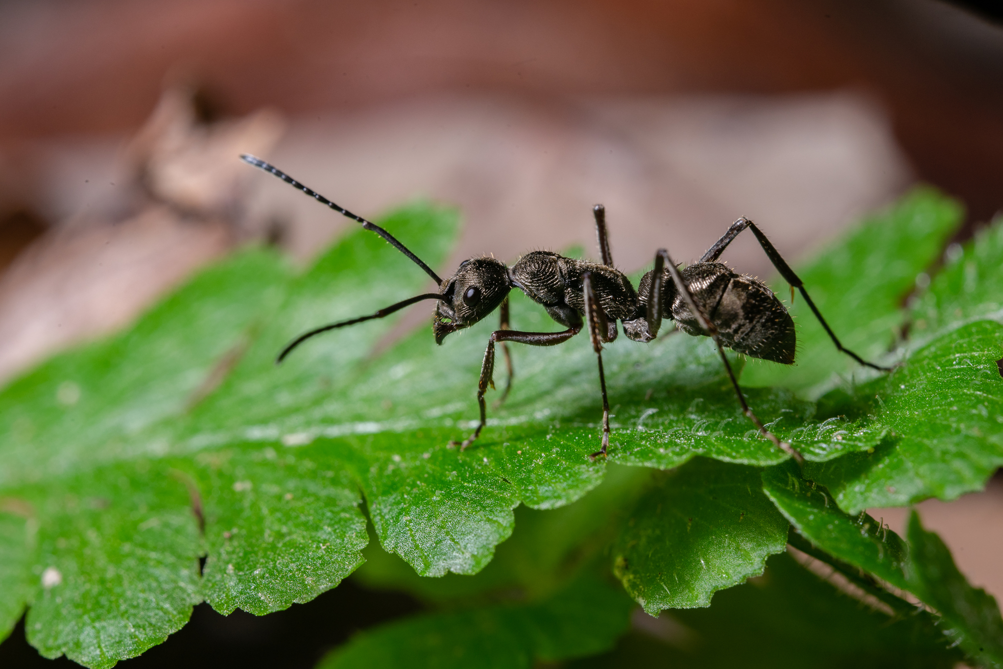 Diacamma