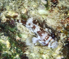 Sebastapistes cyanostigma