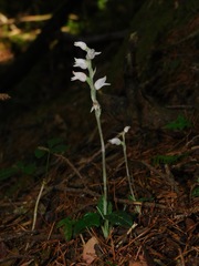 Goodyera schlechtendaliana