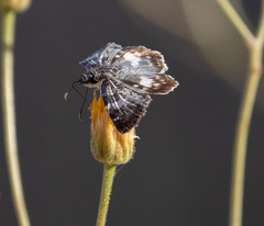 Chiomara georgina pelagica