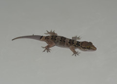 Hemidactylus maculatus