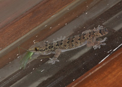 Hemidactylus maculatus